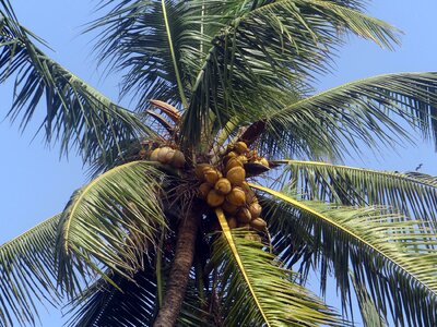 Palm cocos nucifera tree
