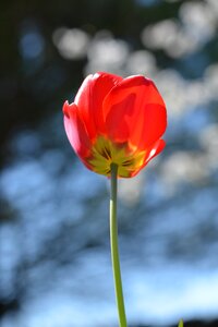 Field detail flower