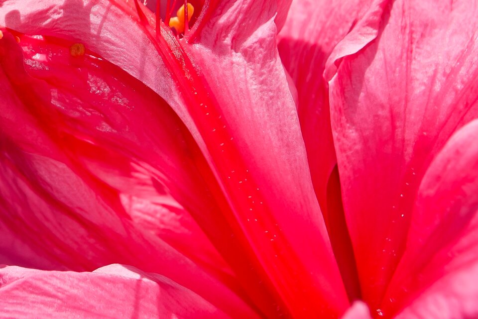 Nature petals petal pattern