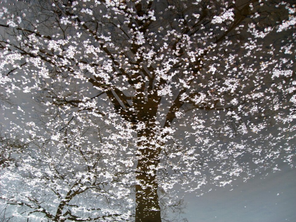 Cherry blossom tree water reflection
