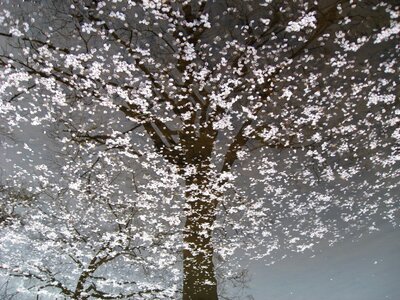 Cherry blossom tree water reflection