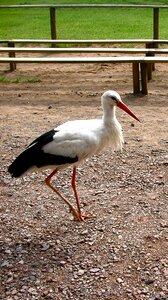 Stork bird animal