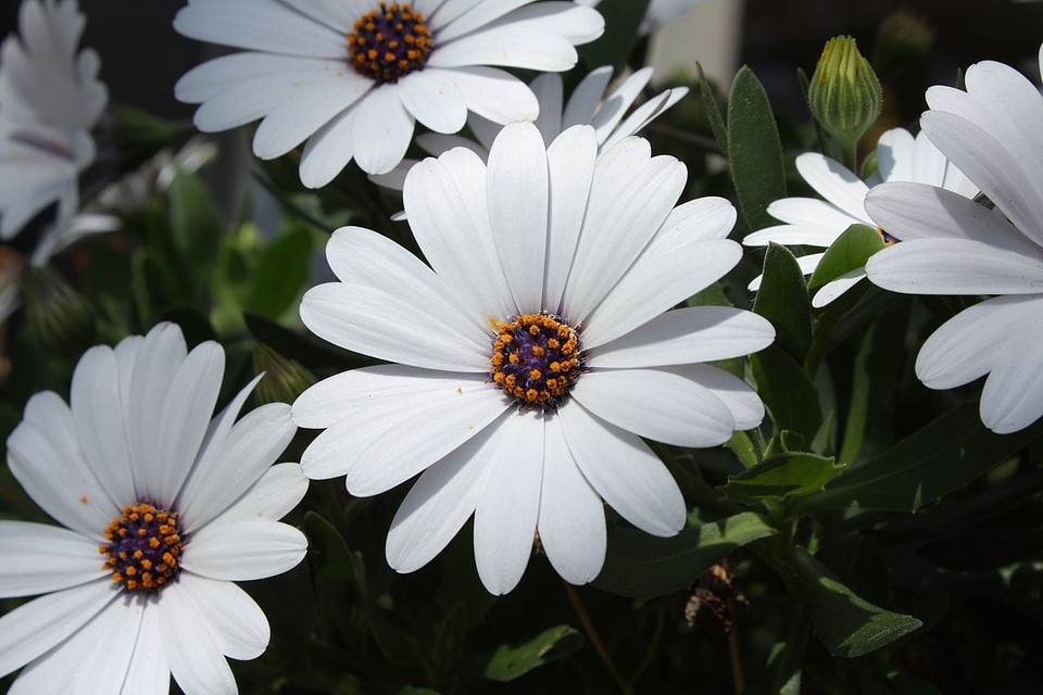 Blossom flower nature