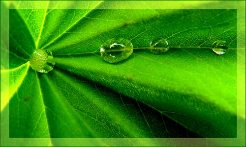 Nature green surface tension photo