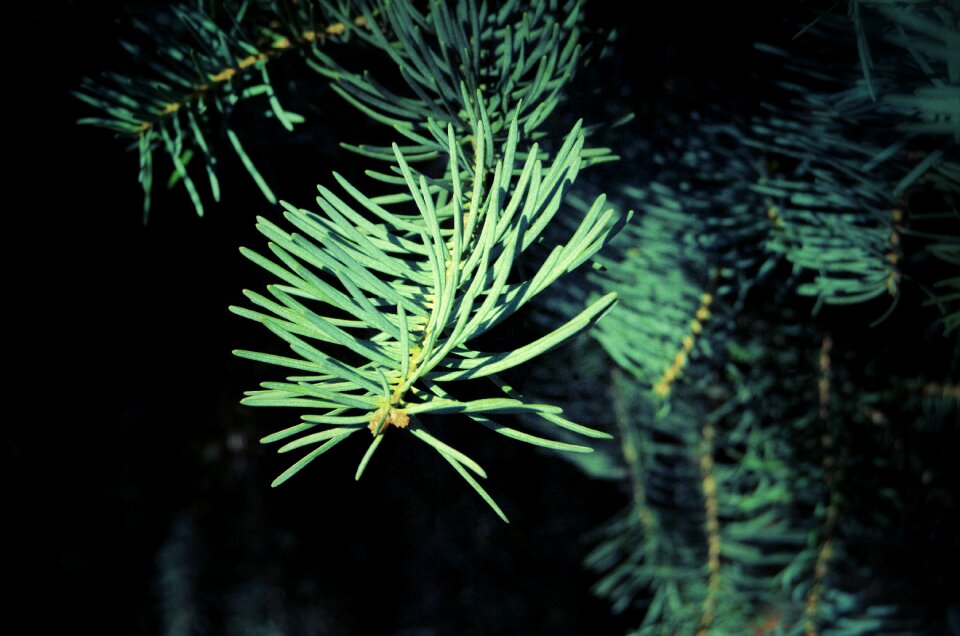 Nature foliage tree