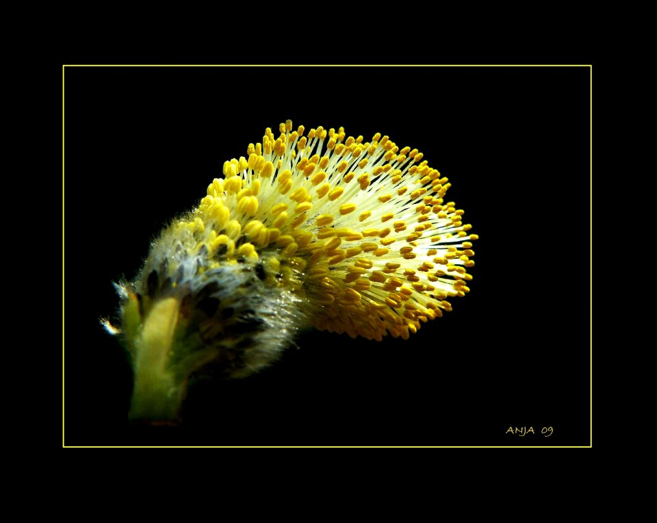 Pollen pasture nature