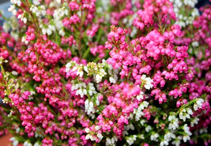 Erika garden bloom