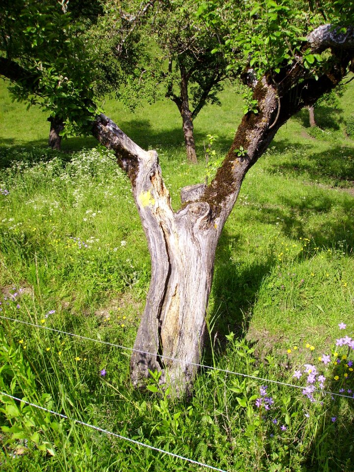 Nature wood meadow