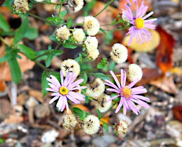 Spring flowers bloom