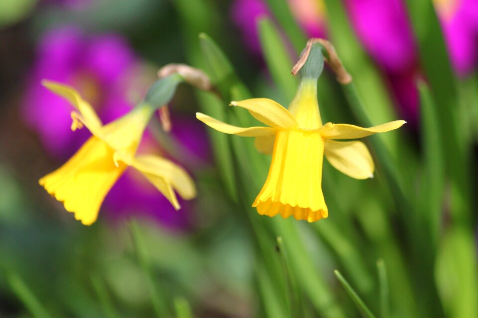 Flowers close up daffodil