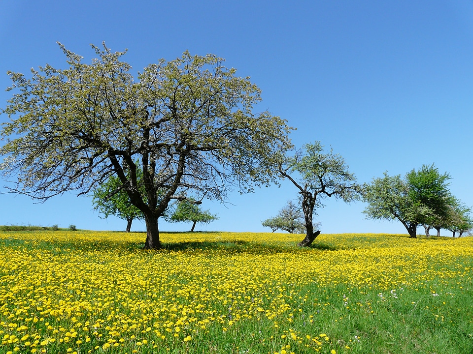 Landscape idyll orchard