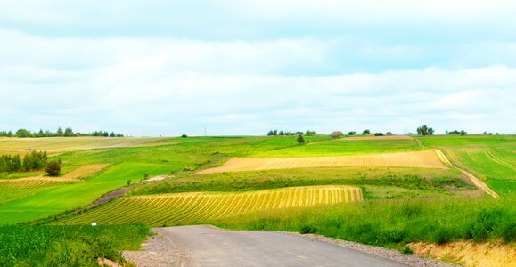 Field tree village photo