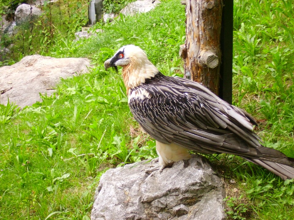 Nature animal world animal portrait