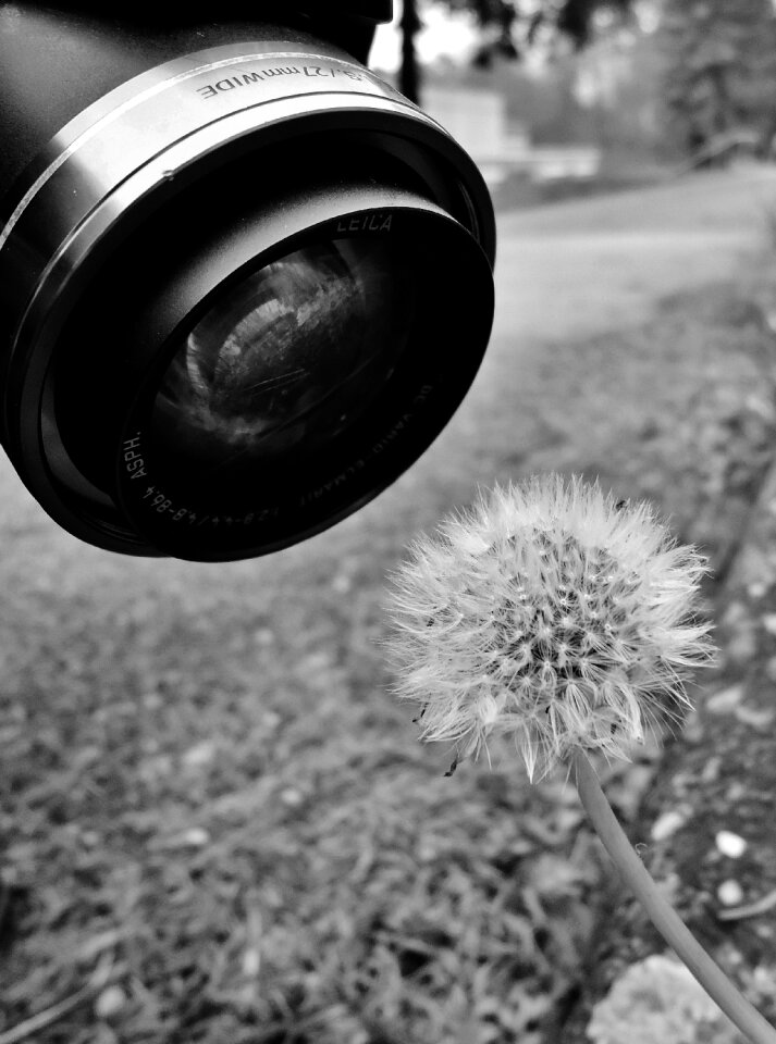 Dandelion nature curious