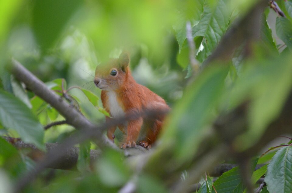 Fur nature rodent photo