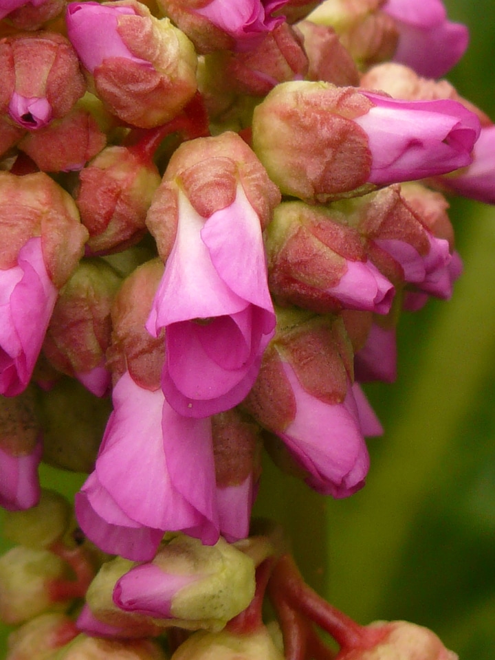Saxifragaceae blumel bloom plant