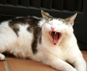 Cat face teeth mammals