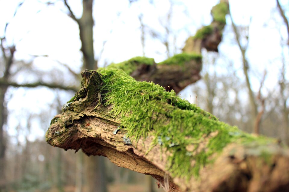 Atmosphere grass log