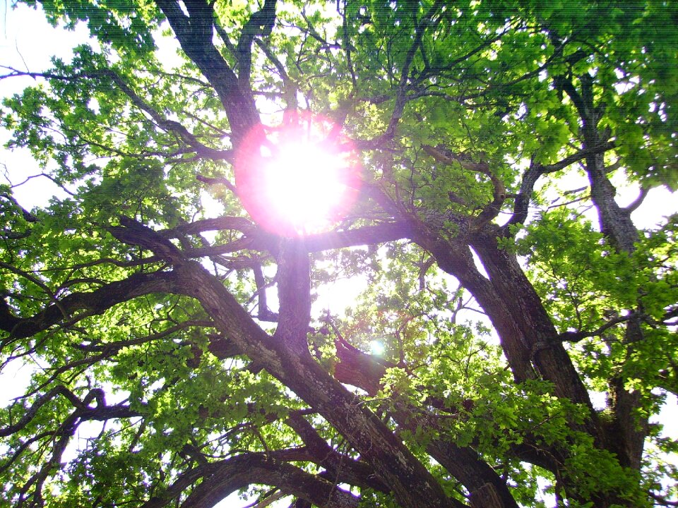 Green backlighting old oak