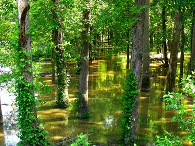 Green tree trunks summer