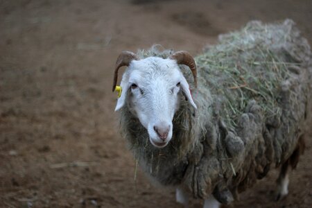 Prague zoo sheep