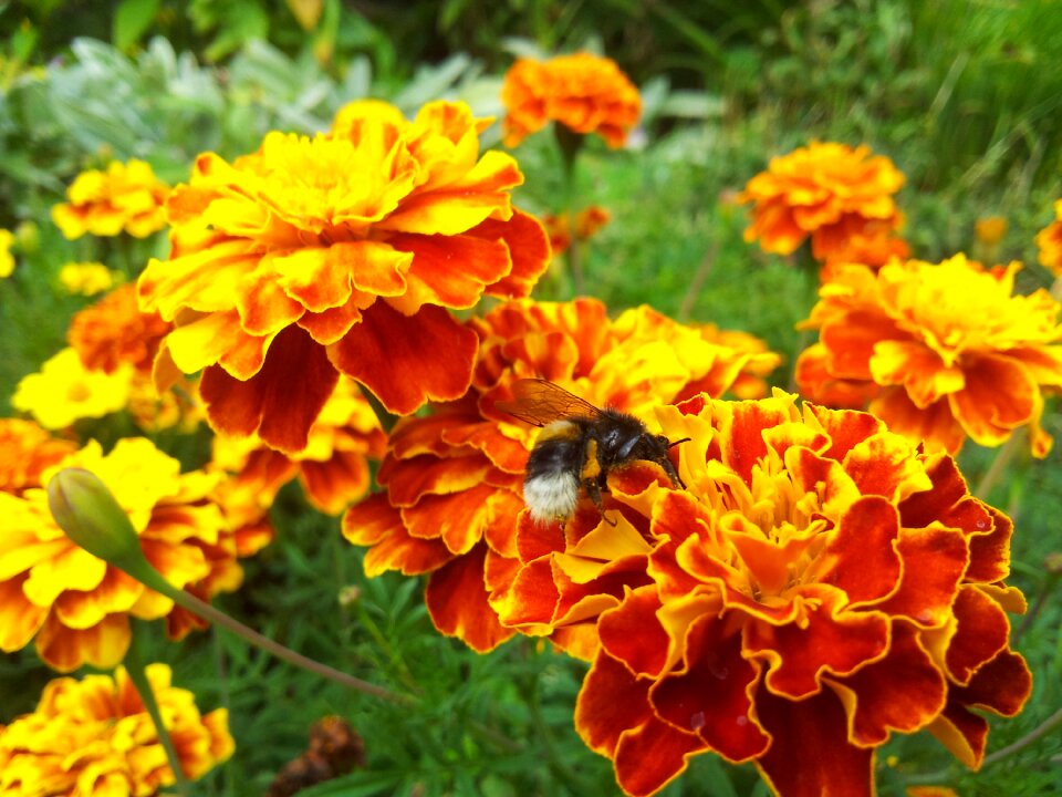 Bee garden insect