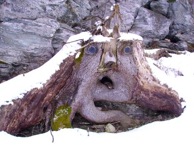 Baumstumpfm face tree winter