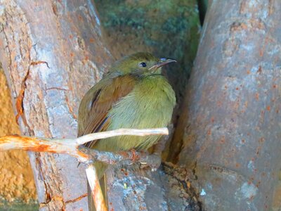 Wildlife perch avian