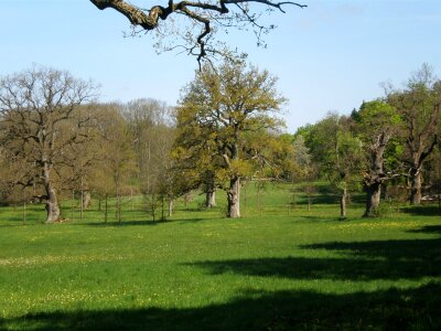 Meadow old oak tree