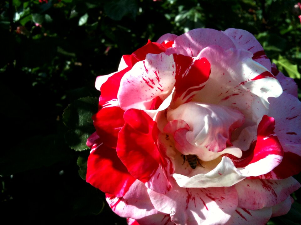 White red plant
