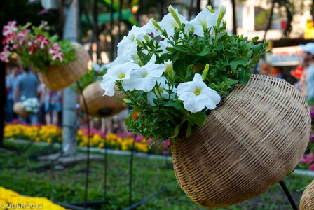 White plant flower photo