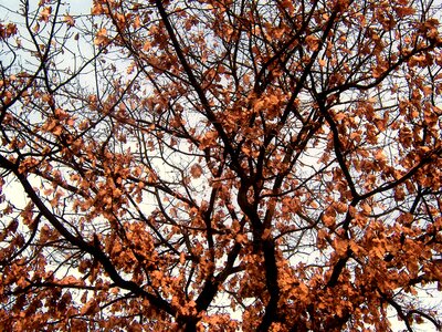 Autumn leaves structure texture photo