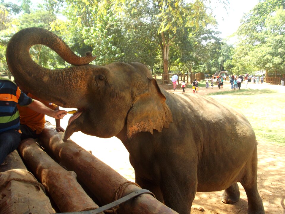 Feeding eat sri lanka