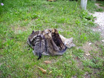 Mammals pet babies