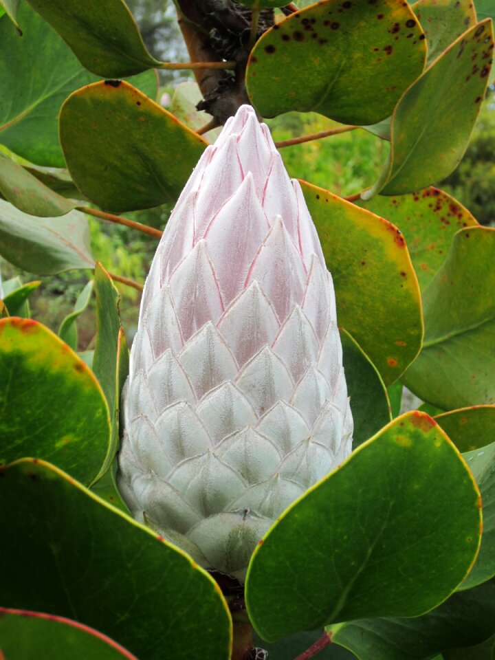 Nature green flora