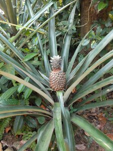 Plant sri lanka bush