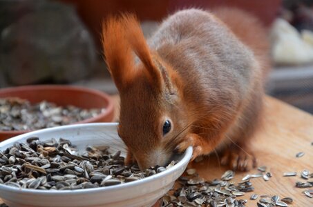 Nager fur cute