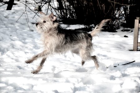 Curious terrier snow