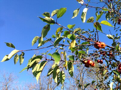 Green fruit branch