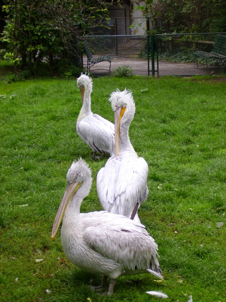 White bill creature