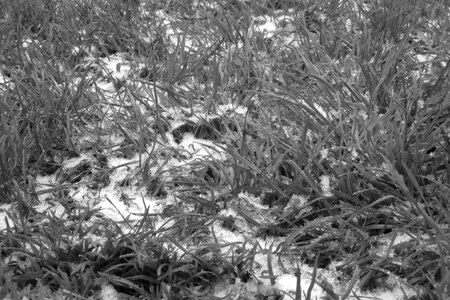 Grass frost winter