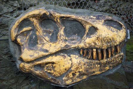 Fossil excavations archeology