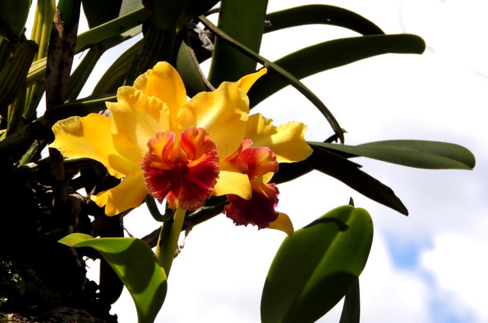 Flowers nature plant