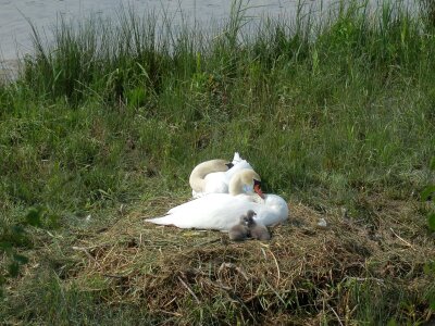 Hatching boy baby swans