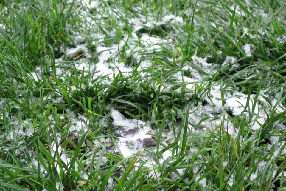 Green grass lawn frost
