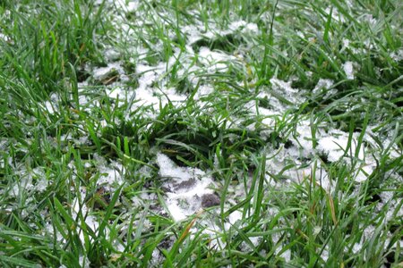 Green grass lawn frost photo