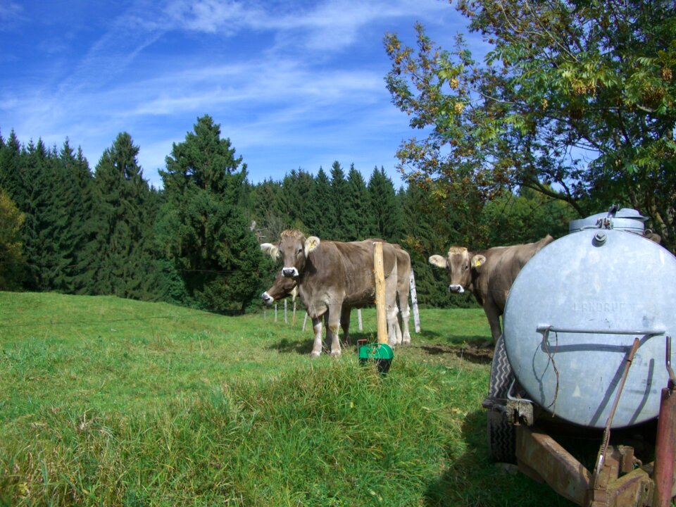 Water tank pasture forest
