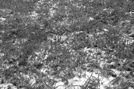 Grass winter covered with snow