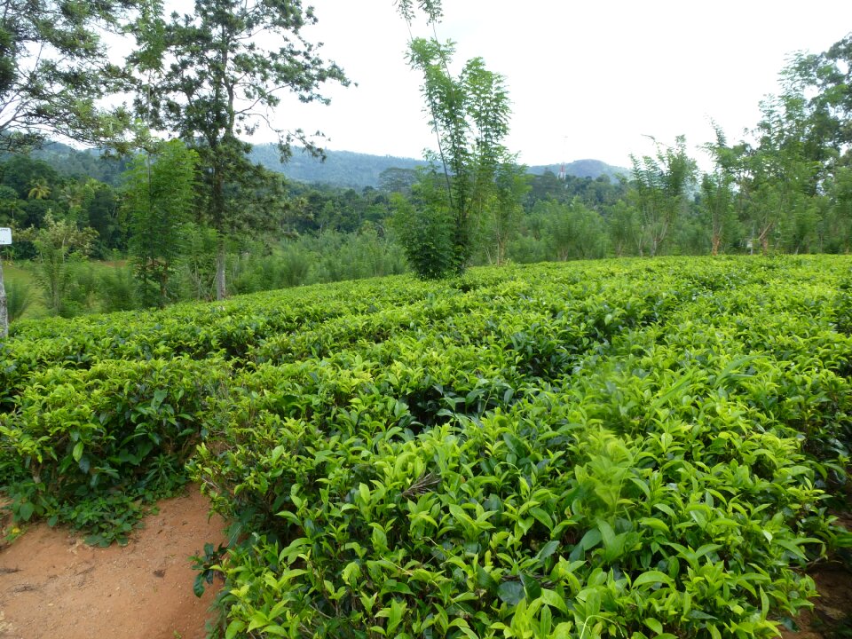 Tee tea plantation sri lanka