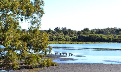 Bird reflection australia